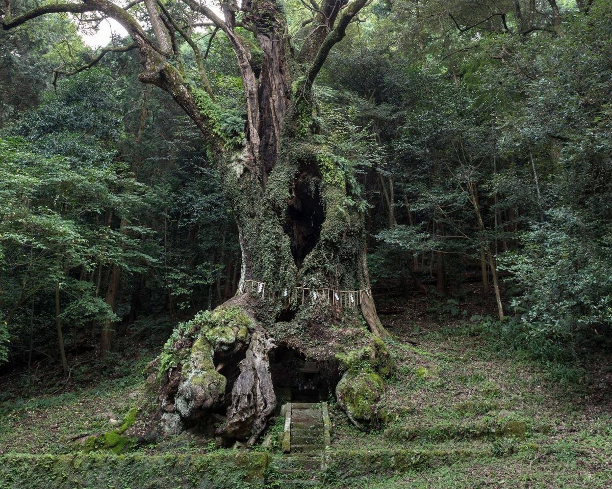 ⛩️ 오나무치 신사 (오나무치 진자) 이미지 7